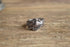 Silver Spoon Ring - size 6